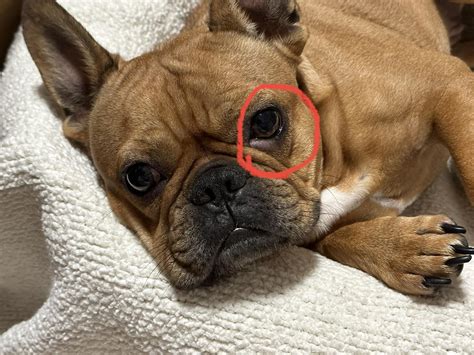 Lower eyelid swelling : r/Frenchbulldogs