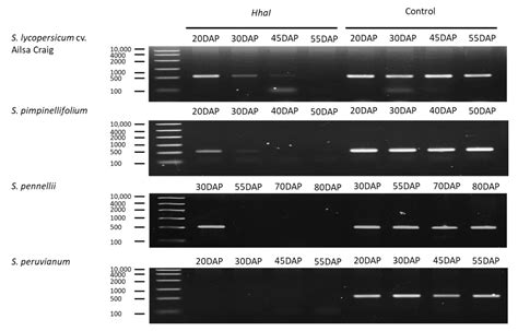 Increased ACS Enzyme Dosage Causes Initiation of Climacteric Ethylene ...