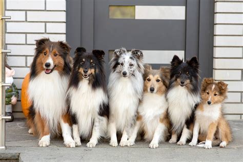 Sheltie Vs Collie - Which Is The Better Working Turned Companion Dog?