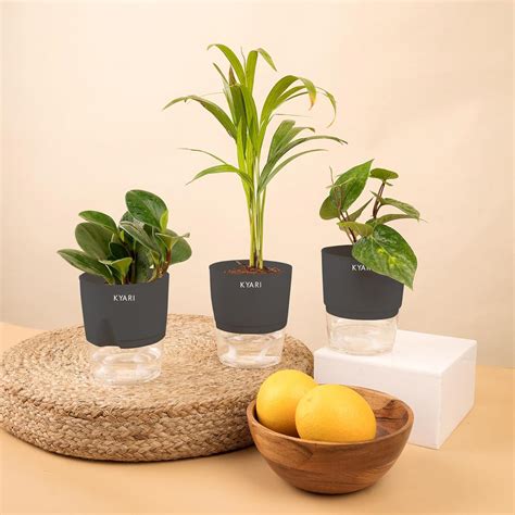 KYARI Areca Palm-Betel Leaf-Peperomia Green Combo of 3 Indoor Plants ...