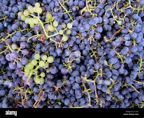 close-up of grapes clusters background Stock Photo - Alamy