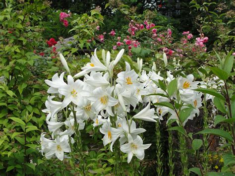 Free Images : lilium candidum, madonna lily, flower, flowering plant ...