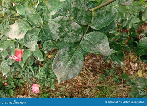 Plant Disease, Powdery Mildew on Roses Stock Image - Image of nature ...