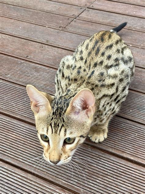 F1, F2, F3, F4, F5 & F6 Savannah Cats for Sale | Contact Now