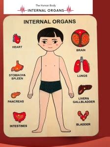 Plus Shine Wooden Anatomy Skeleton Human Inside Body Parts Name Sorting ...