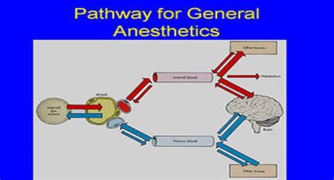 Anesthetics 的图像结果