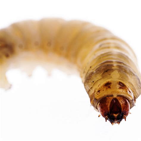 Wax Worm Pupa