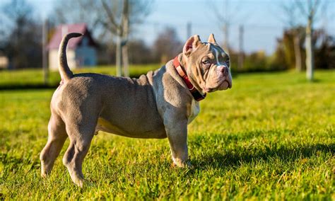 American Bully Dog Breed Complete Guide - A-Z Animals