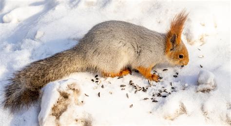 Do Squirrels Hibernate in the Winter: What Squirrels Typically Do During Wintertime