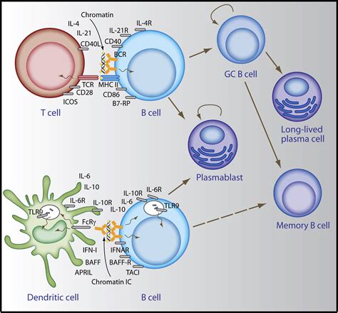 Sites and Stages of Autoreactive B Cell Activation and Regulation: Immunity