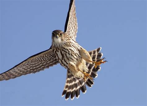 Image result for Merlin In-Flight