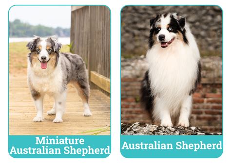Mini Aussie Growth Chart 的图像结果