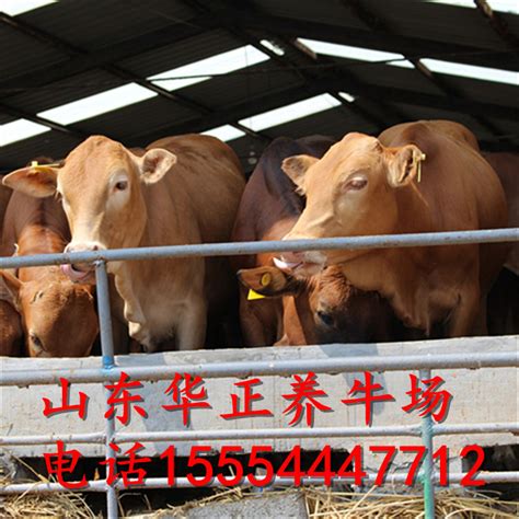 牛四分体提升下降机 牛羊屠宰生产线-杭州济晗科技有限公司