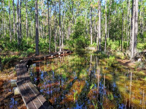 Longleaf Pine Preserve | Wandering Florida