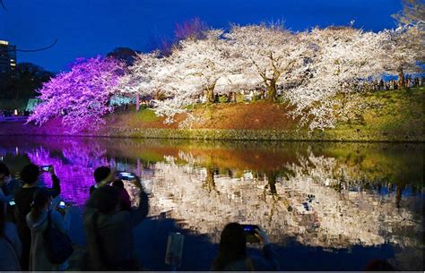 Maizuru-Park in Japan beleuchtet wieder Kirschblüten