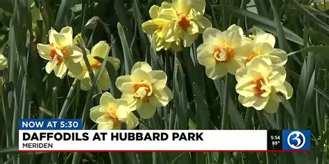 43rd annual Daffodil Festival may lack some daffodils