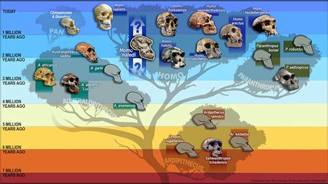 Evolution Family Tree 的图像结果