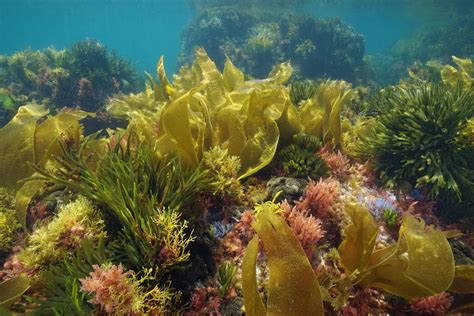 Ocean Plants: Amazing Marine Gardens Found Underwater