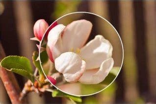 PowerPoint Animation Based On Mouse Click 的图像结果