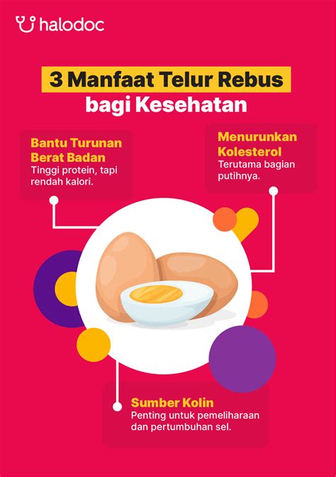 manfaat ayam rebus untuk kitten