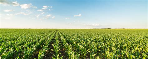 Field Calculator Python 的图像结果