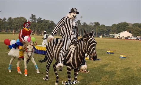 Mule Display- A Practice Of Discipline