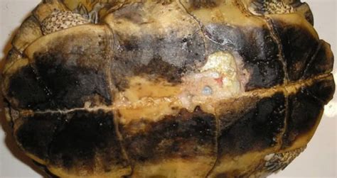 Image result for How to Cure Turtle Shell Rot