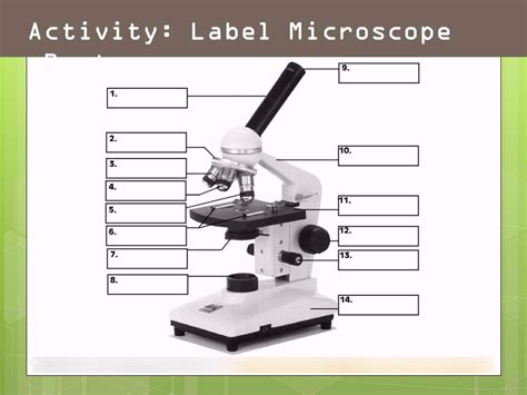 Image result for Objects Under the Dissecting Microscope