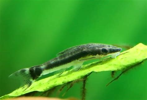 The Best Fish That Eat Algae Off Your Glass