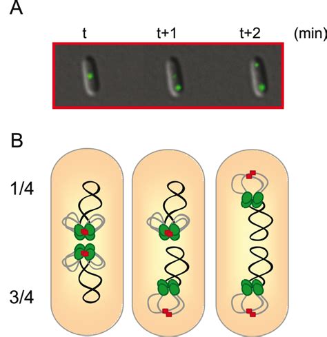 DNA Model Drawing 的图像结果
