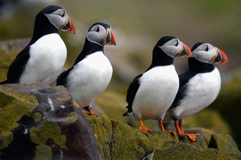 Plastic pellets found in puffin tummies - CBS News