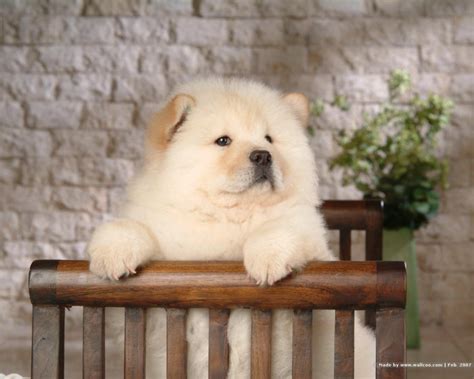 Chow Chow Price In India - Best For Pets
