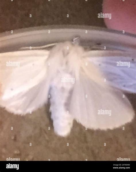 Agreeable Tiger Moth (Spilosoma congrua) Insecta Stock Photo - Alamy