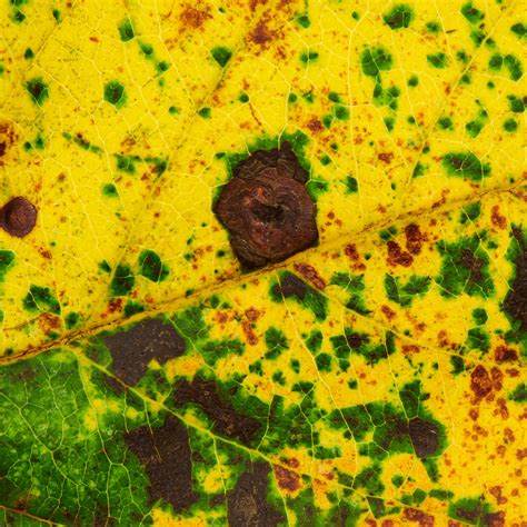 Download wallpaper 2780x2780 leaf, spots, veins, macro ipad air, ipad ...