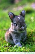 Image result for Cute Bunnies Hugging