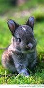 Image result for Cute Baby Bunnies for Free