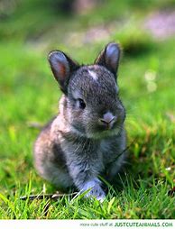 Image result for Super Cute Fluffy Bunnies