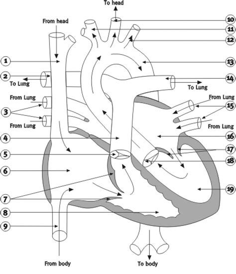 Heart Diagram Worksheet Blank