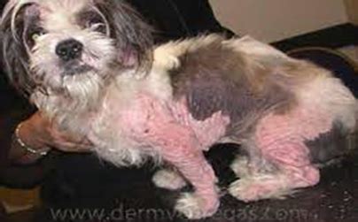 Demystifying Mange in Dogs: Mite Infection