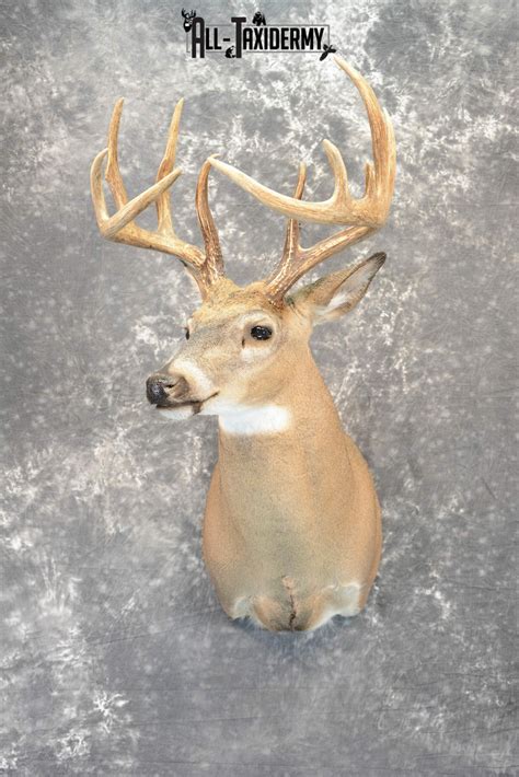 Whitetail Deer Taxidermy mount for Sale SKU 1042 - All Taxidermy
