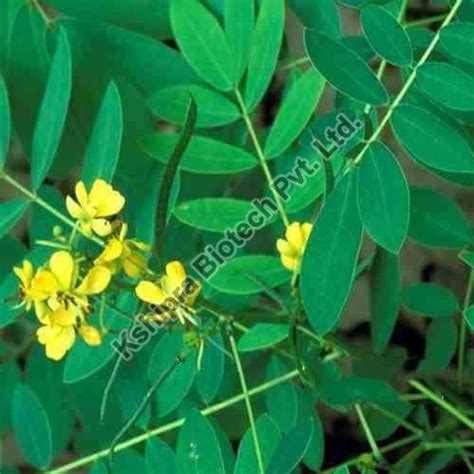 Kshipra Biotech Private Limited Indore - Ashoka Extract Manufacturer ...