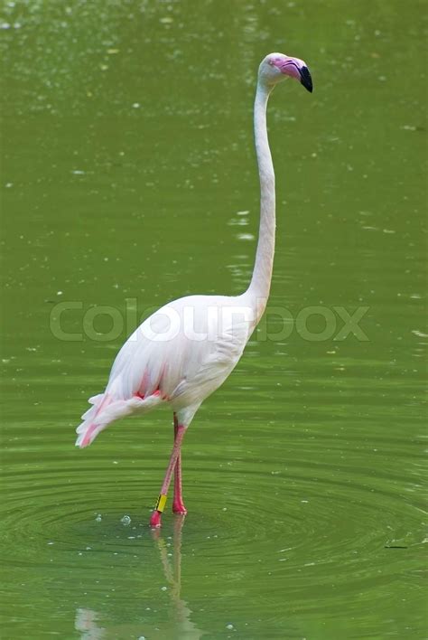 White Flamingos
