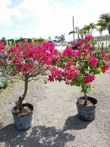Bougainville Bougainvillea Plant Price in India - Buy Bougainville ...