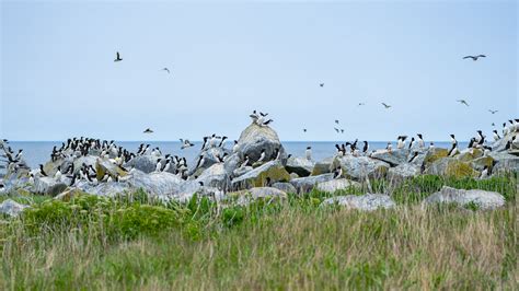 Machias Seal Island