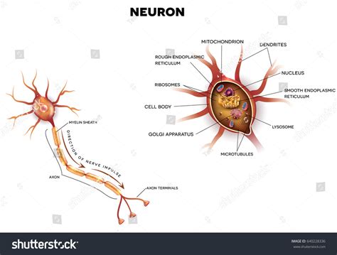1,584 Parts Neuron Images, Stock Photos & Vectors | Shutterstock