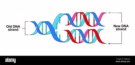 Semi Conservative Replication DNA Process 的图像结果