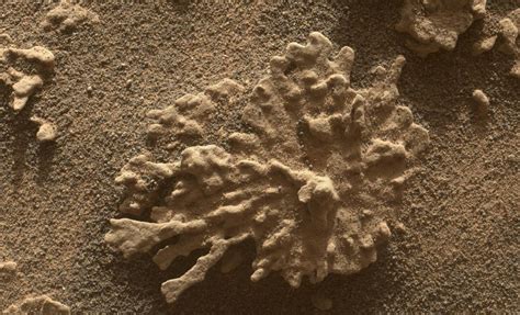 NASA's Curiosity Rover Discovers a Mysterious Coral-Like Rock on Mars ...