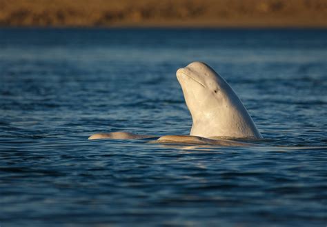 Beluga Whale: Species Facts, Info & More | WWF.CA