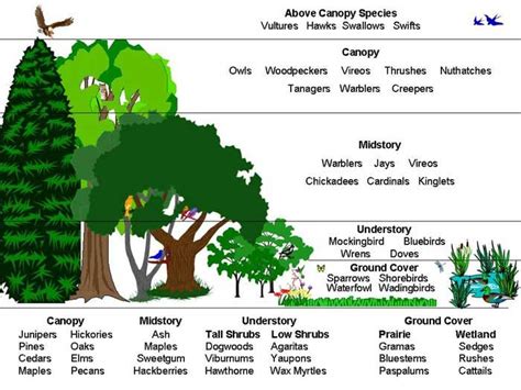 forest layers diagram