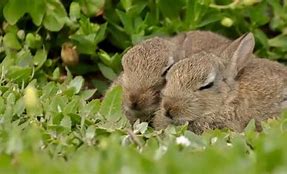 Image result for Sleeping Rabbit